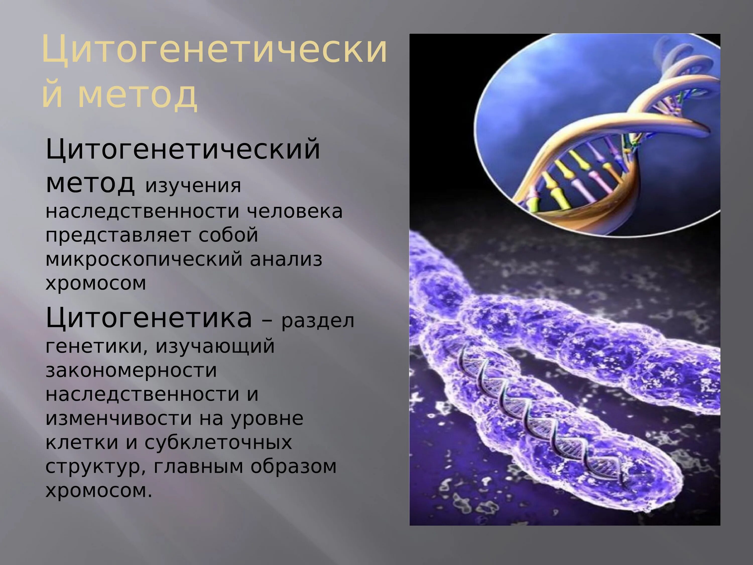 Генетические методы изучения человека. Цитогенетический метод исследования генетики. Генетика человека цитогенетический метод. Цитогенетический метод изучения наследственности. Цитогенетический метод исследования наследственности человека.