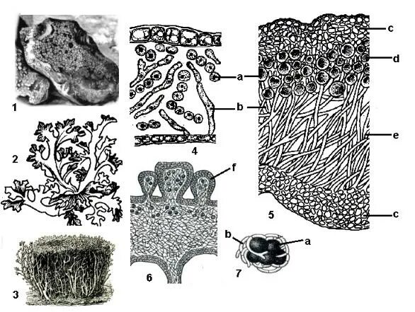 Чем отличаются лишайники от грибов. Грибоподобные организмы. Лишайники 5 класс. Рисунок накипных лишайников. Лишайник рисунок ЕГЭ.