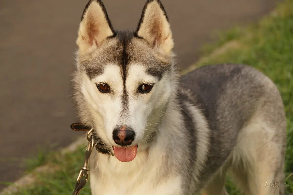 Хаски молодой. Хаски масть. Сибирский хаски пепельный. Хаски молодой. Молодые хаски.