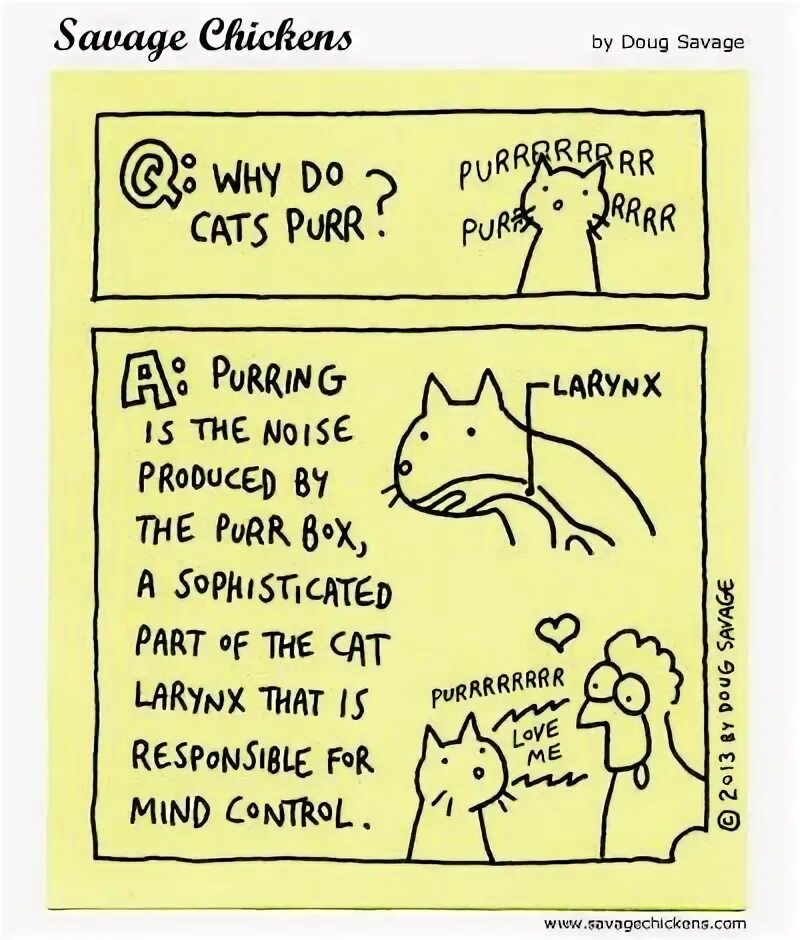 Why do cats. Do cats like ответ. Why do cats. Why do cats. Purr перевод.