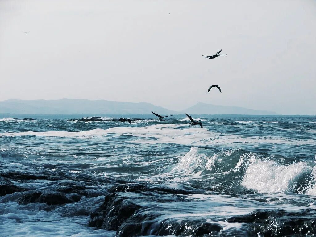 Птицы над морем. Море чайки шум прибоя. Море волны чайки. Птицы над морем. Шум прибоя и птиц.