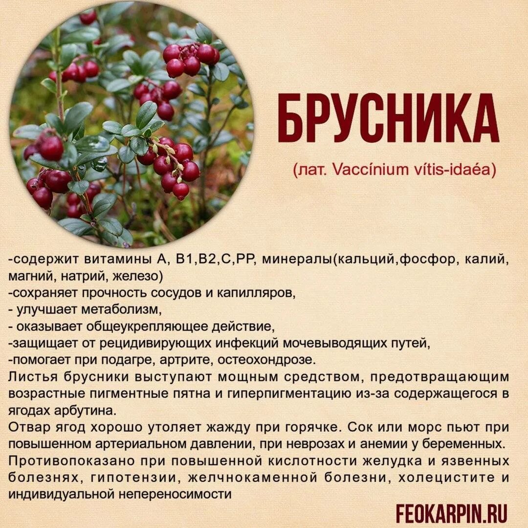 Брусника полезные. Брусника ягода полезные свойства. Брусника. Брусника полезные свойства. Брусника обыкновенная лекарственное растение.