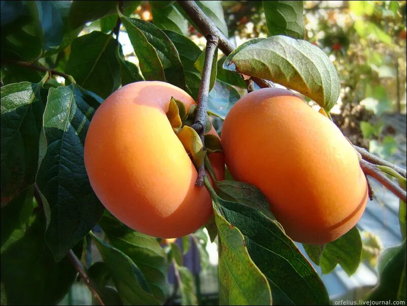 хурма бычье сердце описание сорта. хурма сорт шишбурун. хурма сорт свечка. хурма азербайджанская бычье сердце. хурма королек и бычье сердце.