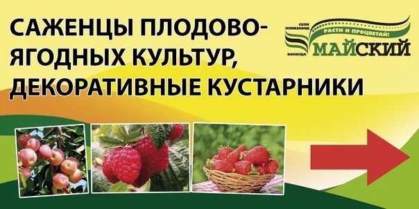 Майский вологда каталог. СХПК Племзавод Майский. Питомник Майский Вологда. Майский Вологда саженцы. Совхоз Майский Вологда.