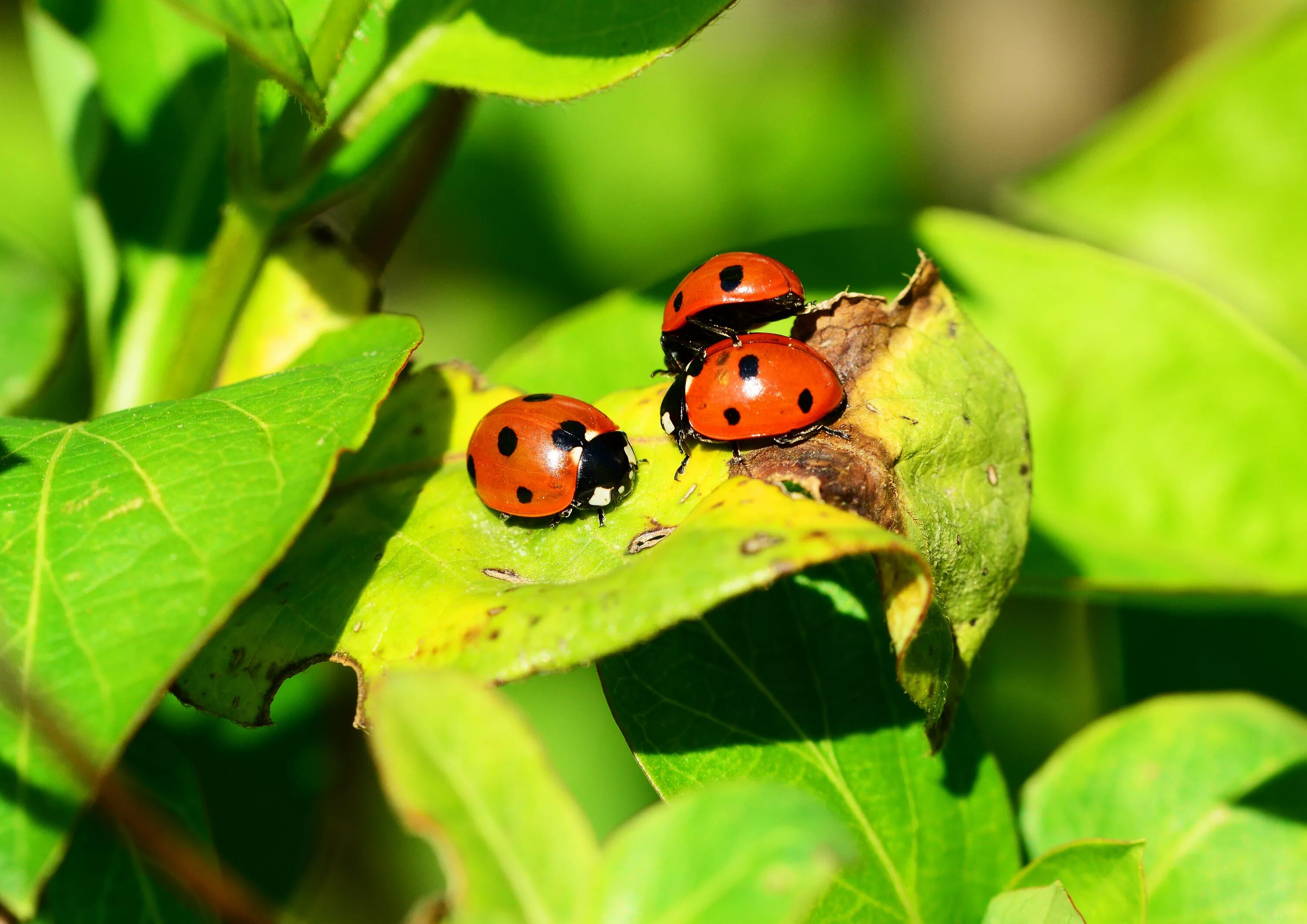 Семиточечная Божья коровка. Ladybird Божья коровка. Божьи коровки в Анапе. Симметрия в природе Божья коровка.