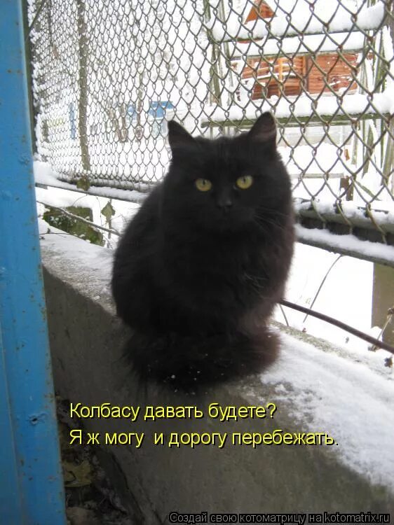 смешные коты с колбасой. дайте колбасы. кот с колбами. дай колбасу. миста дай колбаску.