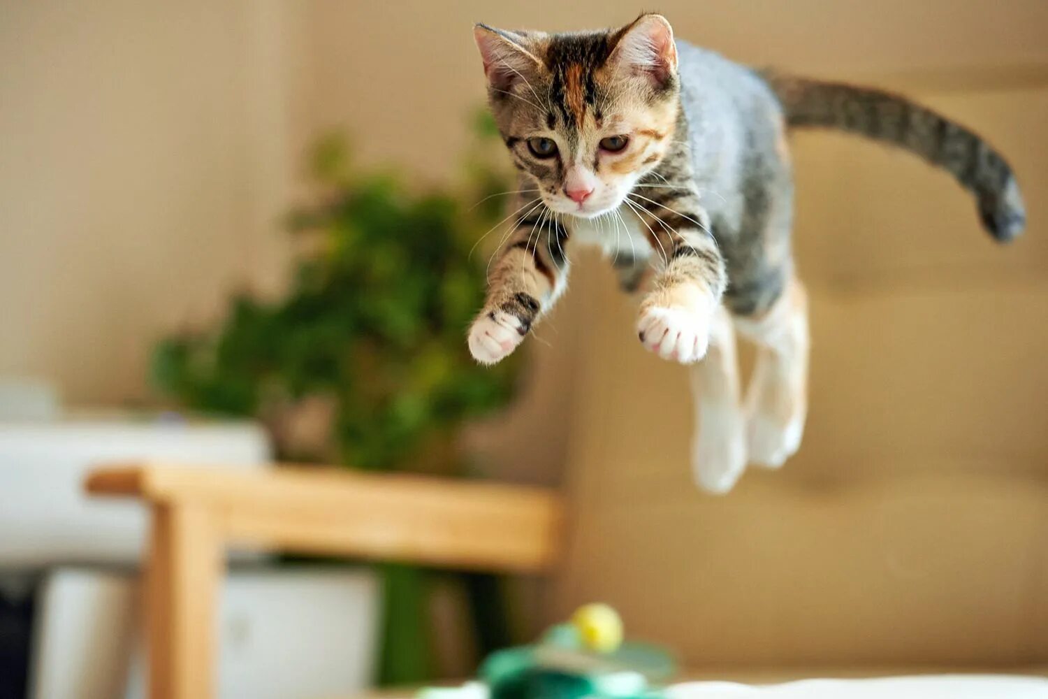 Cat org. Калико кошка. cat cat jumping. jumper cat. cat jump все коты.
