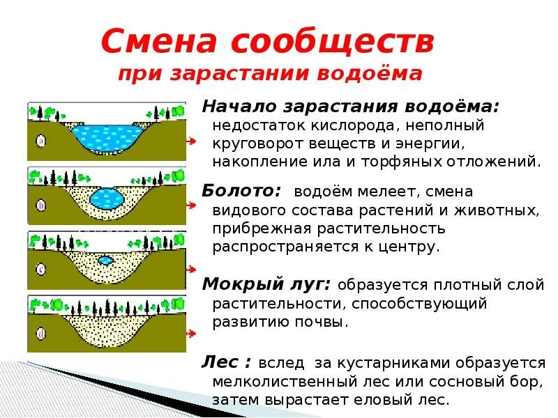 Болото кислород. Зарастание водоема. Процесс зарастания водоема. Смена сообществ при зарастании водоема. Схема зарастания водоема.