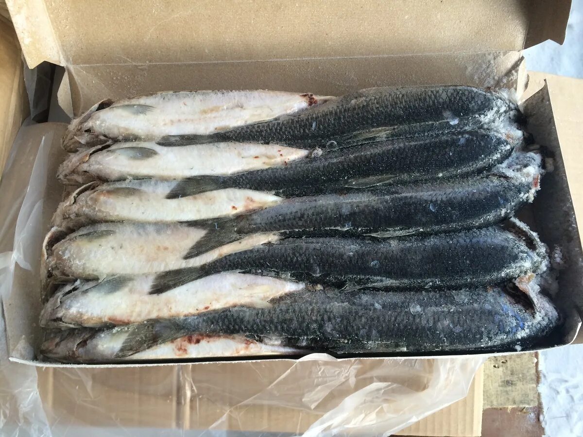 сельдь тихоокеанская олюторская.