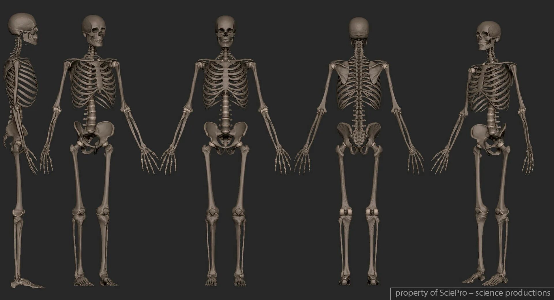 Скелет человека. Скелет референс. Скелет с разных ракурсов. Скелет человека под углом.