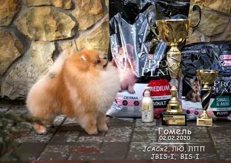 Питомник гомель