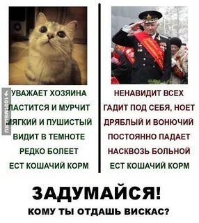Уважаемый кот