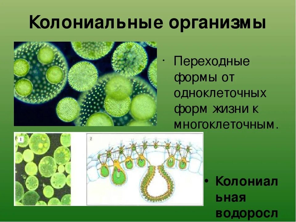 Вольвокс жгутиковые. Растения одноклеточные колониальные и многоклеточные. Колониальные одноклеточные. Колониальные оршанизм. Организм вольвокс