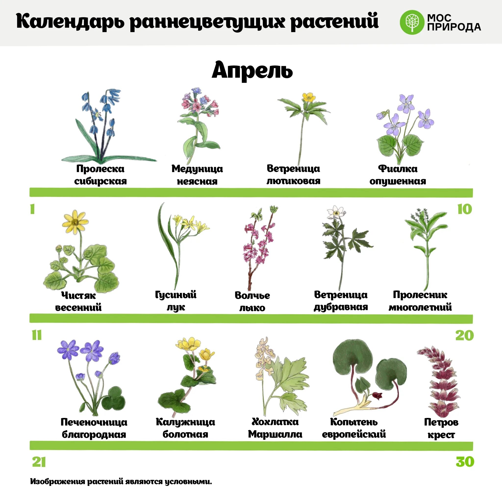 Какие растения 1 зацветают. Травянистые растения. Цветущие травянистые растения. Представители растений. Раннецветущие кустарники.