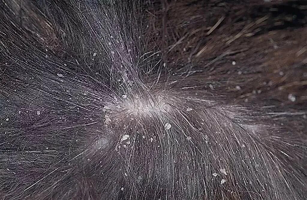 Сухая кожа животных. Сухая кожа животных. Сухая кожа животных. Ихтиоз голден ретривера. Сухая кожа животных.