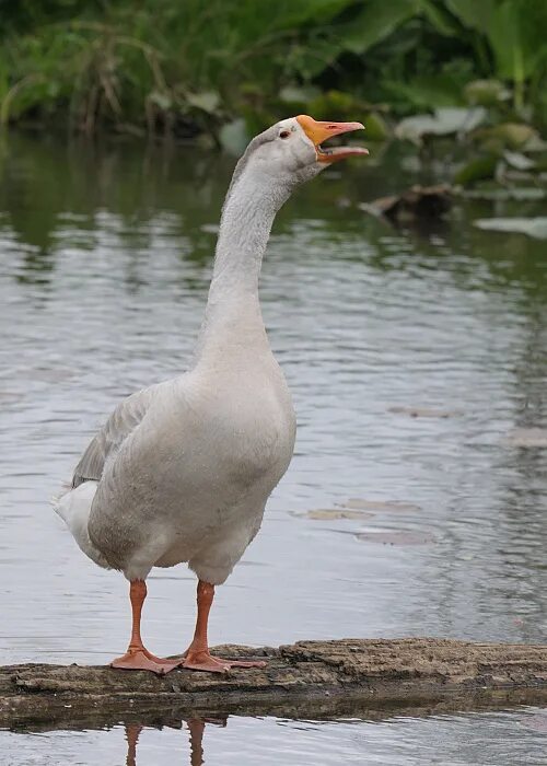 белый гусь. гагага гогочет гусь. белый гусь. гусь кричит. гусак и гусыня.