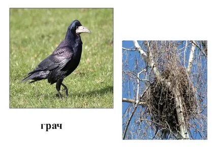 Домик грача