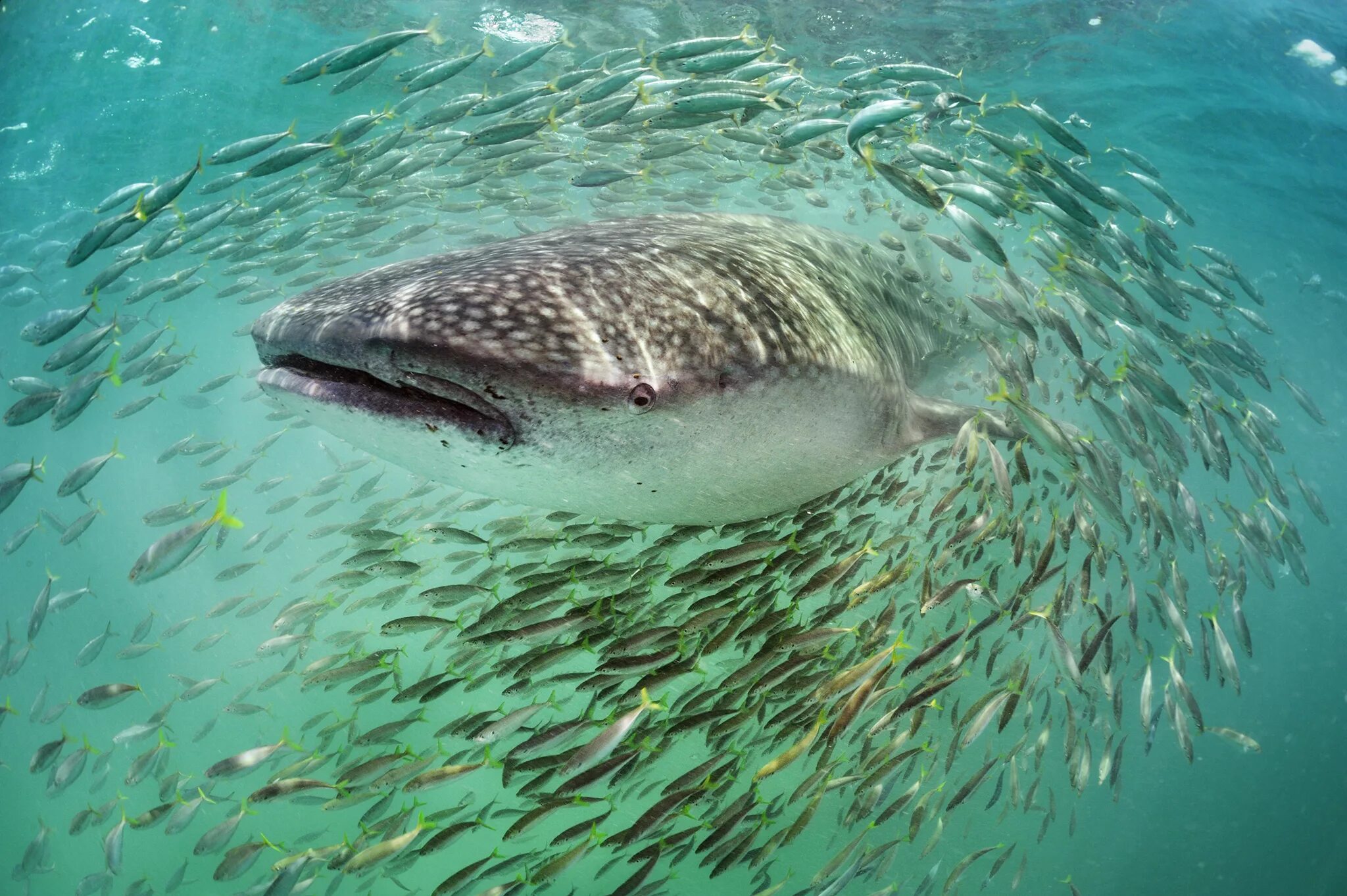 Обитатели морей и океанов. Морские обитатели акулы. Рыба акула. Подводные животные океана.