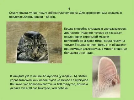 Какое значение имеет слух для животных