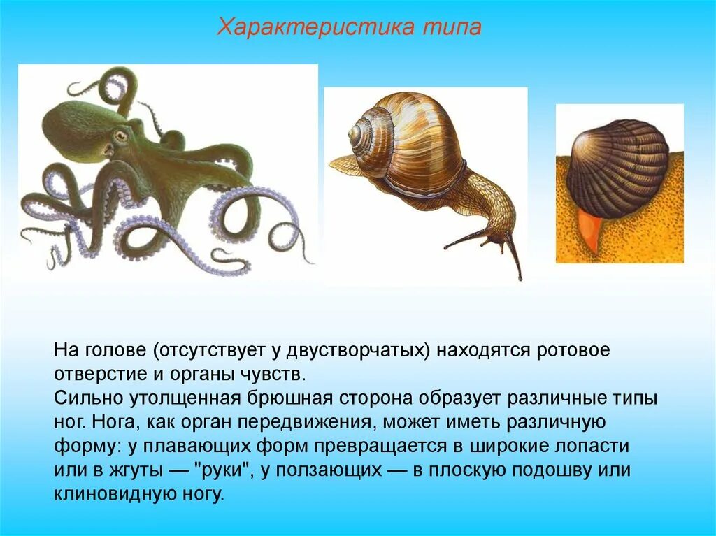 Приведите по три примера животных моллюски. Основные ароморфозы моллюсков. Ароморфозы брюхоногих моллюсков. Ароморфозы типа моллюски. Ароморфозы двустворчатых моллюсков.