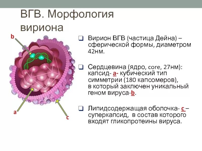 Вгв 1. Функции капсида вирусов. Вирион капсид. Структура вириона ВГВ. Сферическая форма вириона.