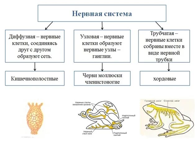 Типы нервной системы у животных таблица