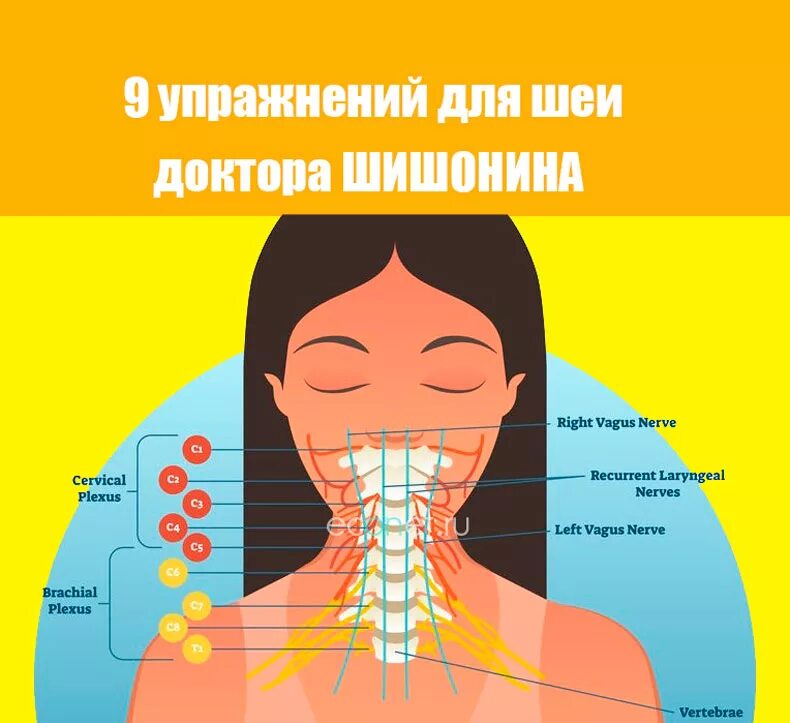 Сколько делать гимнастику для шеи шишонина. Гимнастика для шеи Шишонина упражнения. Гимнастика для шеи от доктора Шишонина. Комплекс упражнений доктора Шишонина. Упражнения по шишонину от давления.