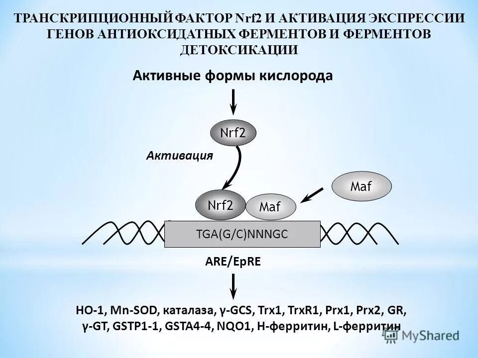 генетическая система регуляции. экспрессия гена foxp3. механизмы регуляции экспрессии генов у прокариот. регуляция экспрессии генов у прокариот. экспрессия оперона.