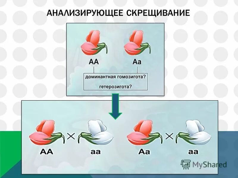 Анализирующее скрещивание кратко