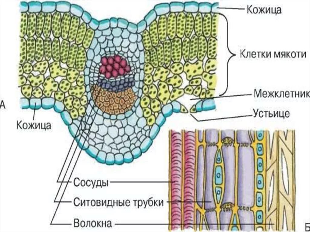 Ткань кожицы стебля
