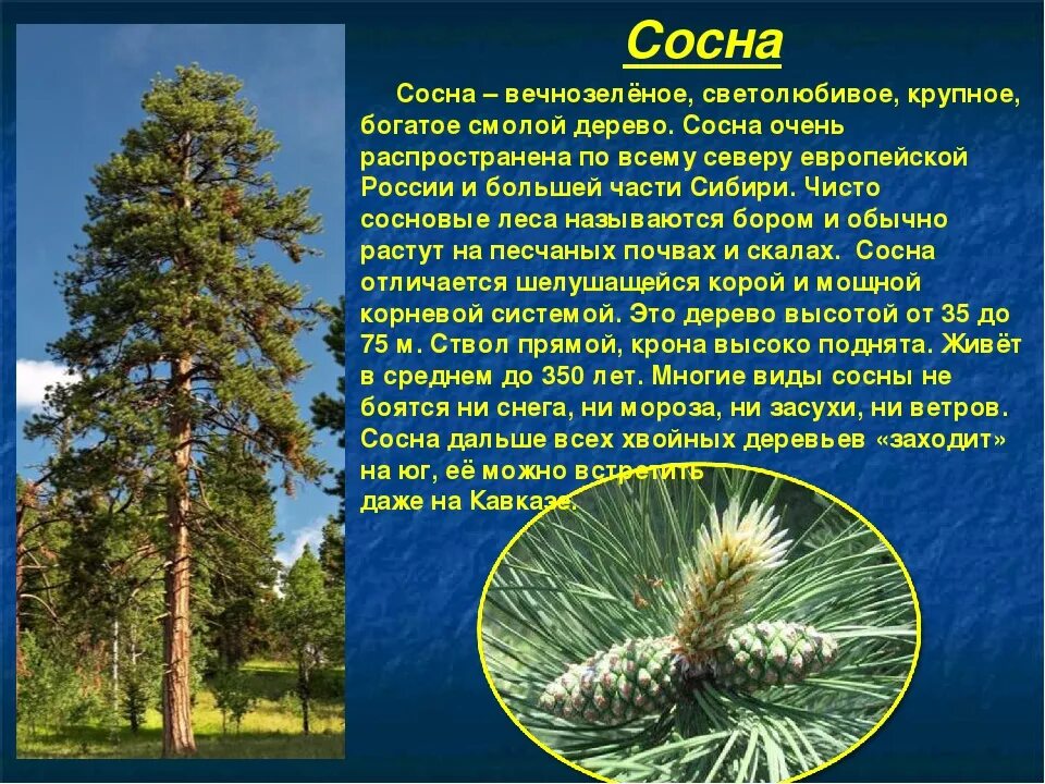 Характеристики соснового и елового леса по группам. Сосна описание. Сосна обыкновенная описание. Сосна Сибирская светолюбивое. Интересные факты о сосне обыкновенной.