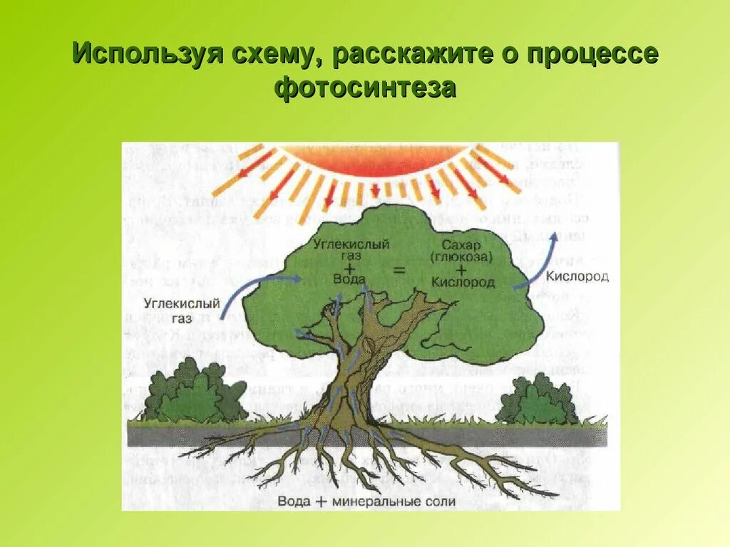 Схема фотосинтеза в природе. Схема процесса фотосинтеза 6 класс биология. Фотосинтез дерева схема. Дерево биология 6 класс фотосинтез. Хема рроцесса потосинтнза.