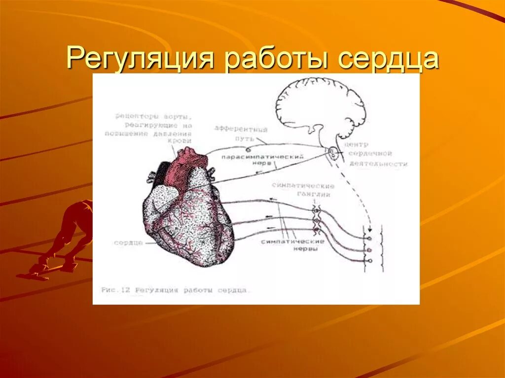 Схема регуляции работы сердца. Регуляция работы сердца. регуляция сердца схема. регуляция работы сердца схема. регуляция деятельности сердца схема.