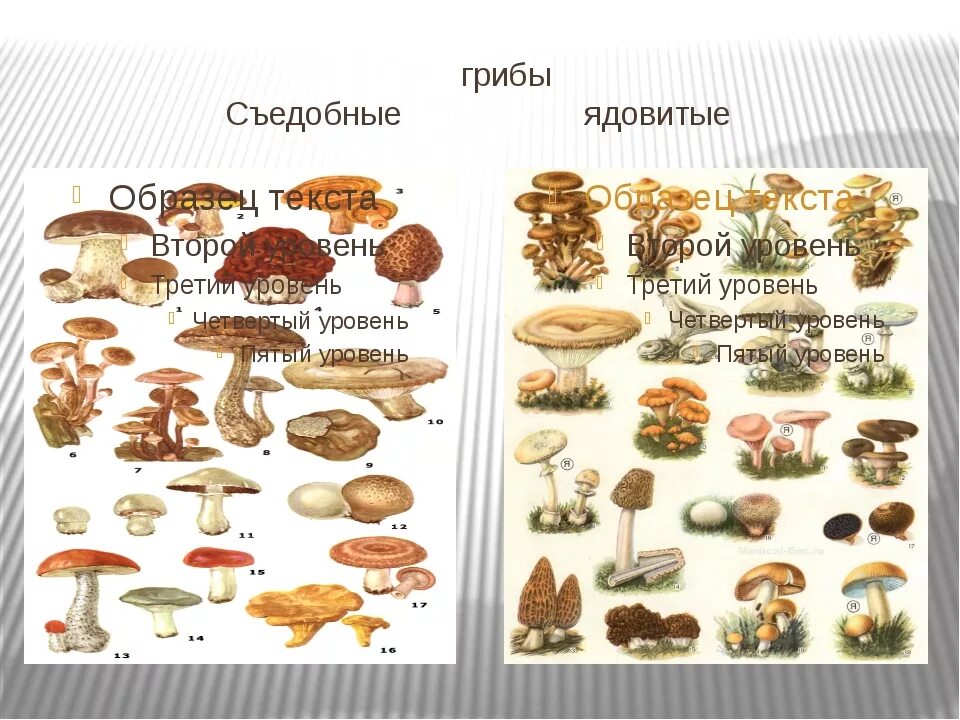 Назови 3 гриба. Съедобные грибы и несъедобные грибы таблица. 5 Съедобных грибов и 5 несъедобных грибов. Шляпочные грибы таблица съедобные и ядовитые грибы. Таблица съедобных и несъедобных грибов 3 класс.