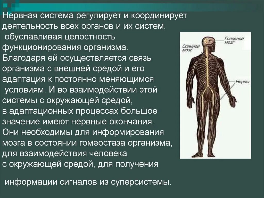 Нервная система человека ее значение. Рассказ о нервной системе. Сообщение о нервной системе. Организм человека нервная система. Нервная система системы органов.