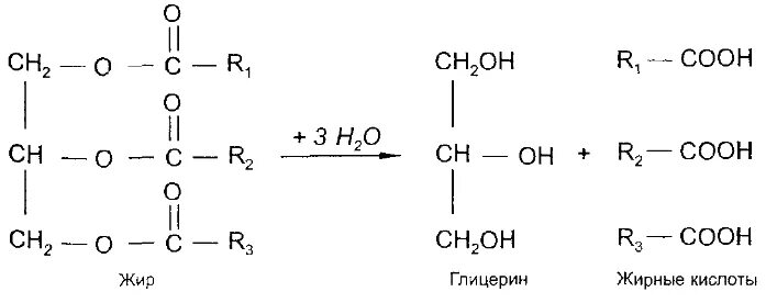 Разложение жира на глицерин и жирные кислоты. Липаза формула структурная. Реакция расщепления жира. Расщепление жиров на жирные кислоты. Жир вода реакция