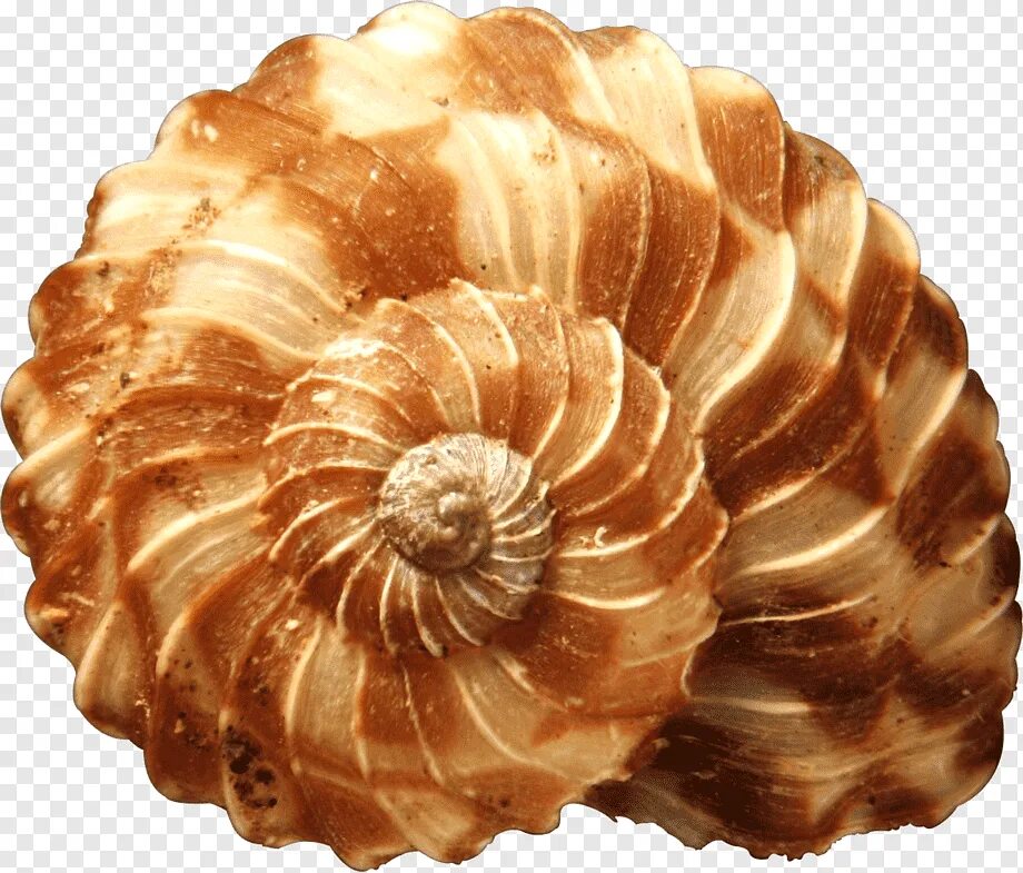 Sea shell