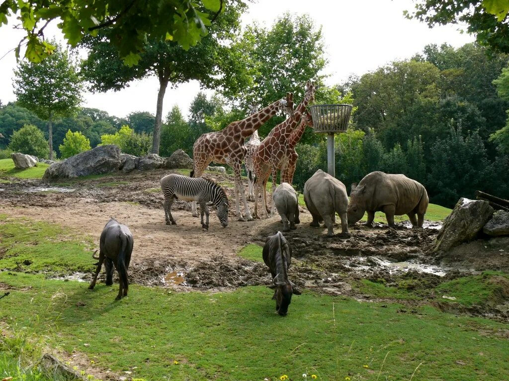 Зоопарк цинциннати. Зоопарк beauval франция. парк туари франция.. скансен зоопарк. сафари-парк зоопарка сан-диего.