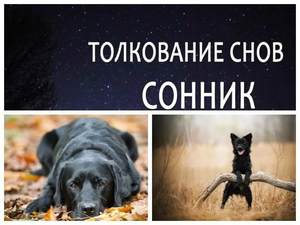 Черная собака сонник. К чему снится чёрная собака. Во сне приснилась чёрная собака. К чему снится большая черная собака.