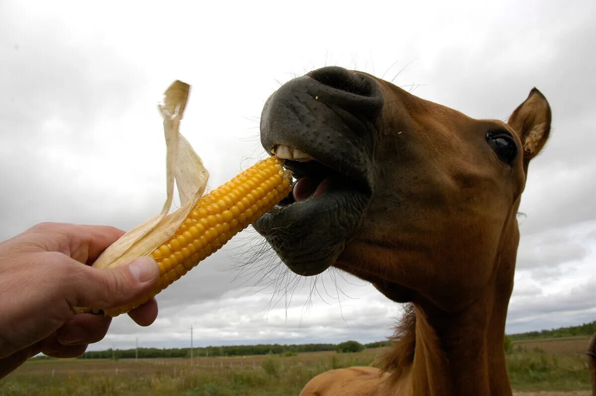 Жрешь как лошадь мужское. Лошадь кушает. Лошадь ест кукурузу. Еда для лошадей. Конь ест морковку.