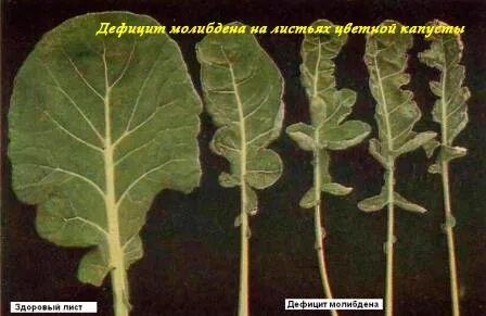 Листья капустных растений