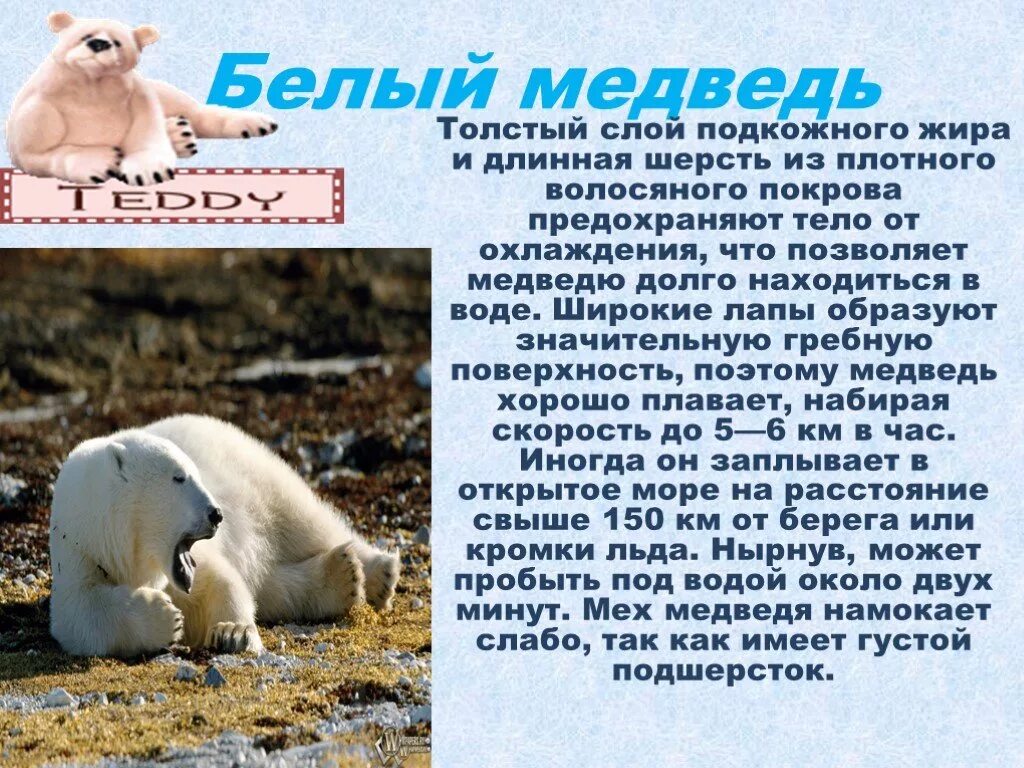 Текст белый медведь 4 класс. Доклад про белого медведя. Как приспособились животные к условиям Арктики. У медведя белого толстый слой жира. Белый медведь красная книга.