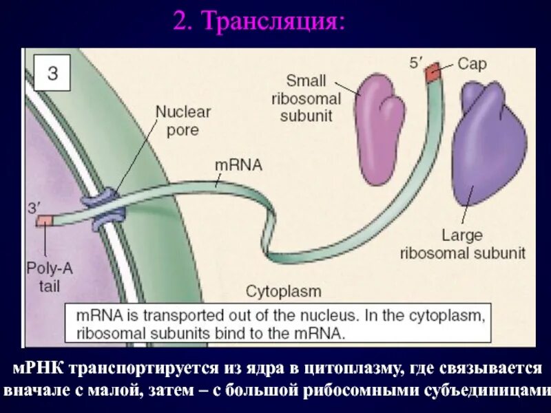 Транспорт Ирнка в цитоплазму. Транспорт МРНК В цитоплазму.. Из ядра в цитоплазму транспортируются:. Через ядерные поры из цитоплазмы в ядро транспортируются.