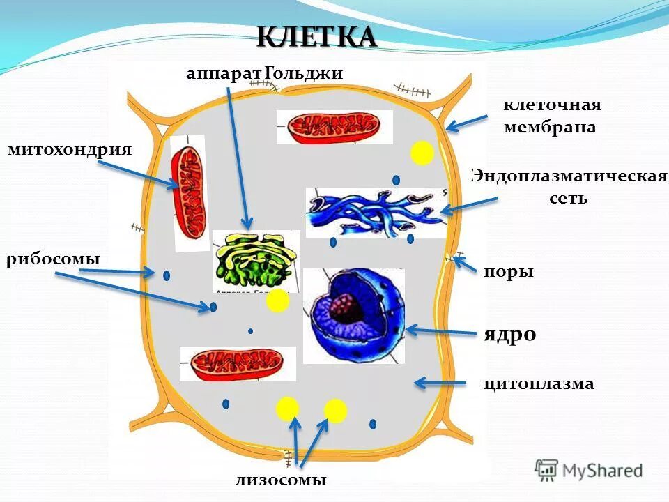 Хлоропласты ядро митохондрии лизосомы. Строение клетки мембрана цитоплазма эндоплазматическая сеть. Аппарат Гольджи ядро цитоплазма. Клеточная мембрана ядро цитоплазма клеточный центр рибосомы. Аппараты клетки.