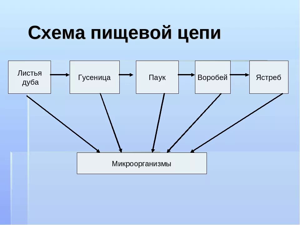 Биология 5 класс схема цепи питания. Схема звенья в цепи питания. Цепи питания 5 кл биология. Биология схемы пищевых цепей. Цепи питания сообщение