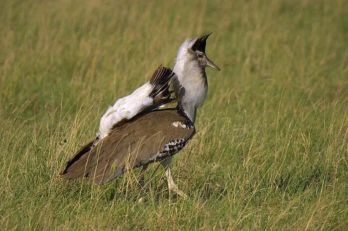 африканская большая дрофа (ardeotis kori). кафрская африканская дрофа. африканская большая дрофа. африканская дрофа. дрофа кори.