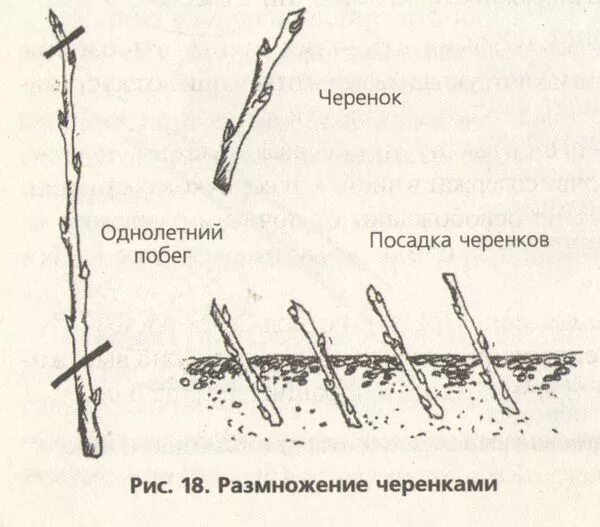 Как посадить голос. Размножение жимолости отводками. Укоренение смородины черенками весной. Схема размножения одревесневшими черенками. Форзиция размножение черенками весной.