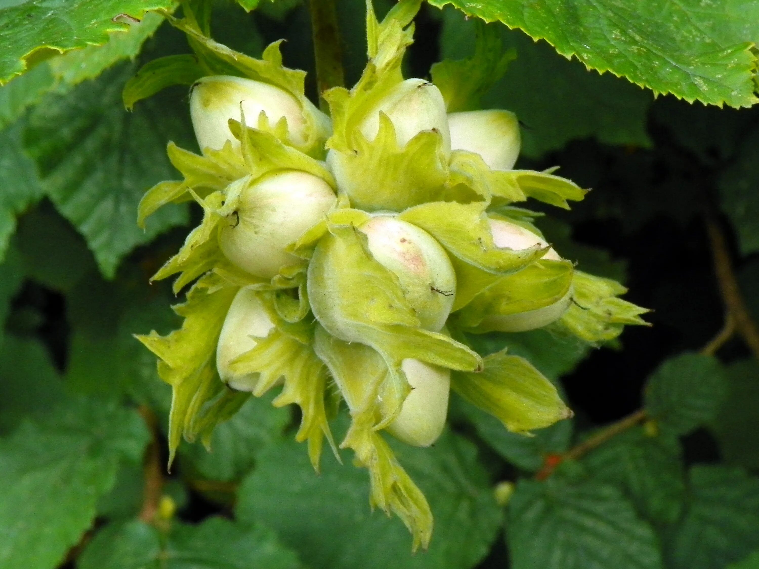 Myristica fragrans. Орешник лещина куст. Цветы под орехом. Лещина разнолистная. Цветы под орехом.