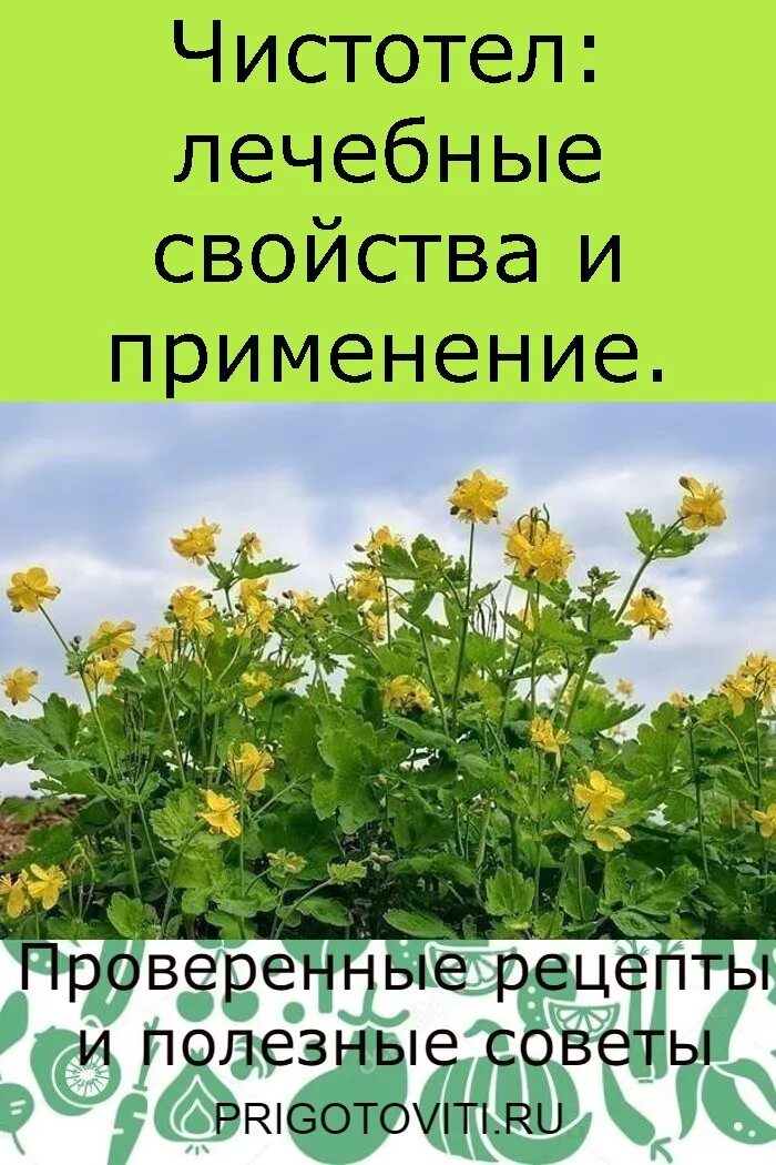 Трава чистотел от чего. Чистотел. чистотел лечебные. лечебные растения чистотел. чистотел в народной медицине.