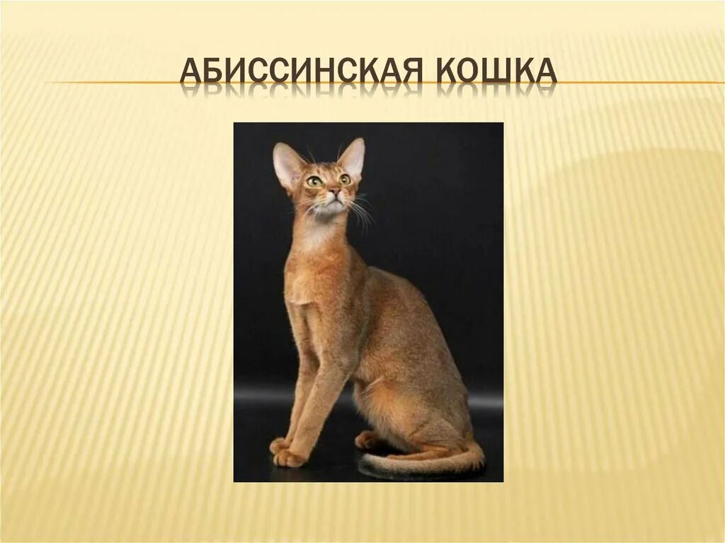 Абиссинская кошка. Абиссинская кошка характер минусы. Абиссинская кошка анатомия. Абиссинская кошка награды. Рассмотрите фотографию кошки породы абиссинская и выполните